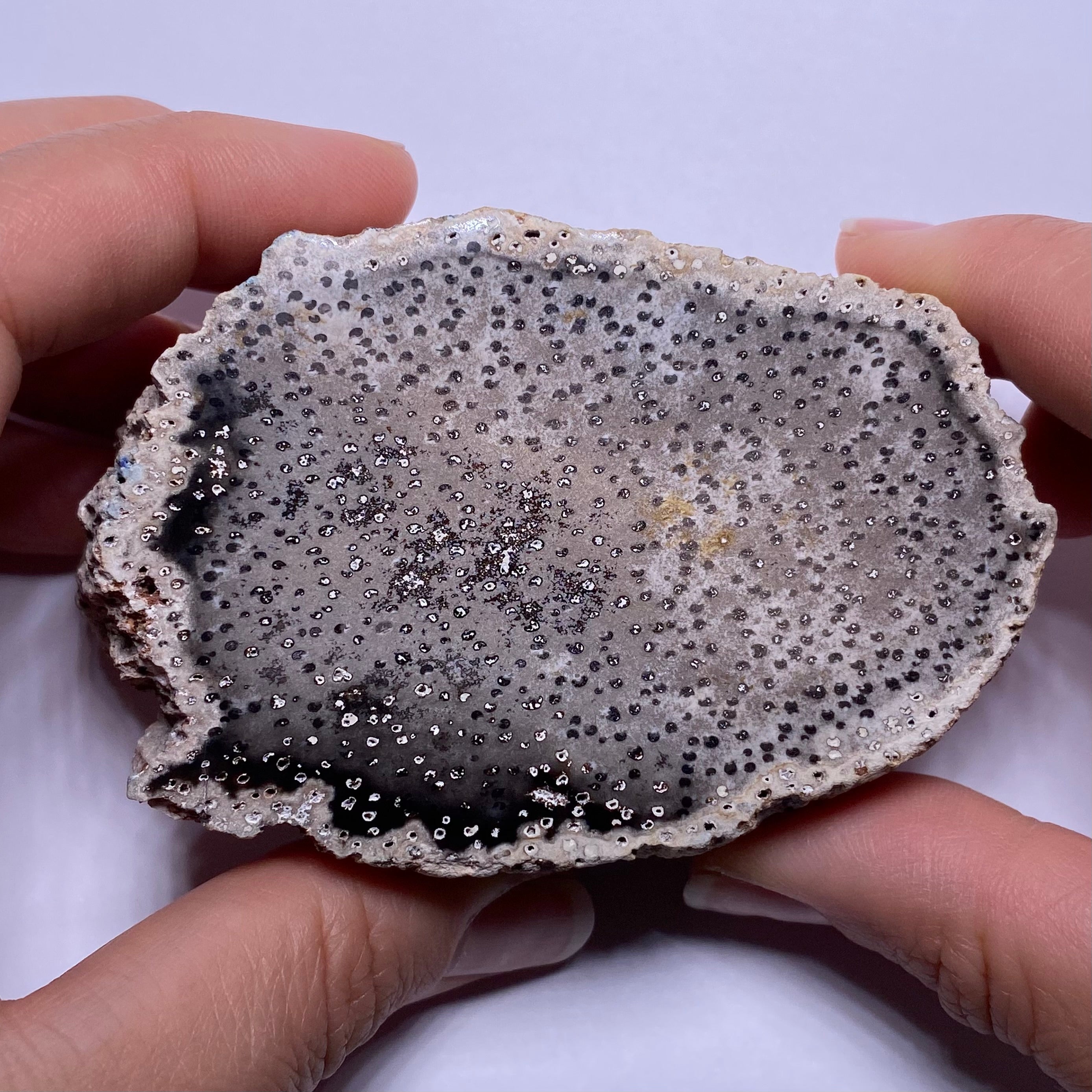 Petrified Palm Wood – Bagan, Burma