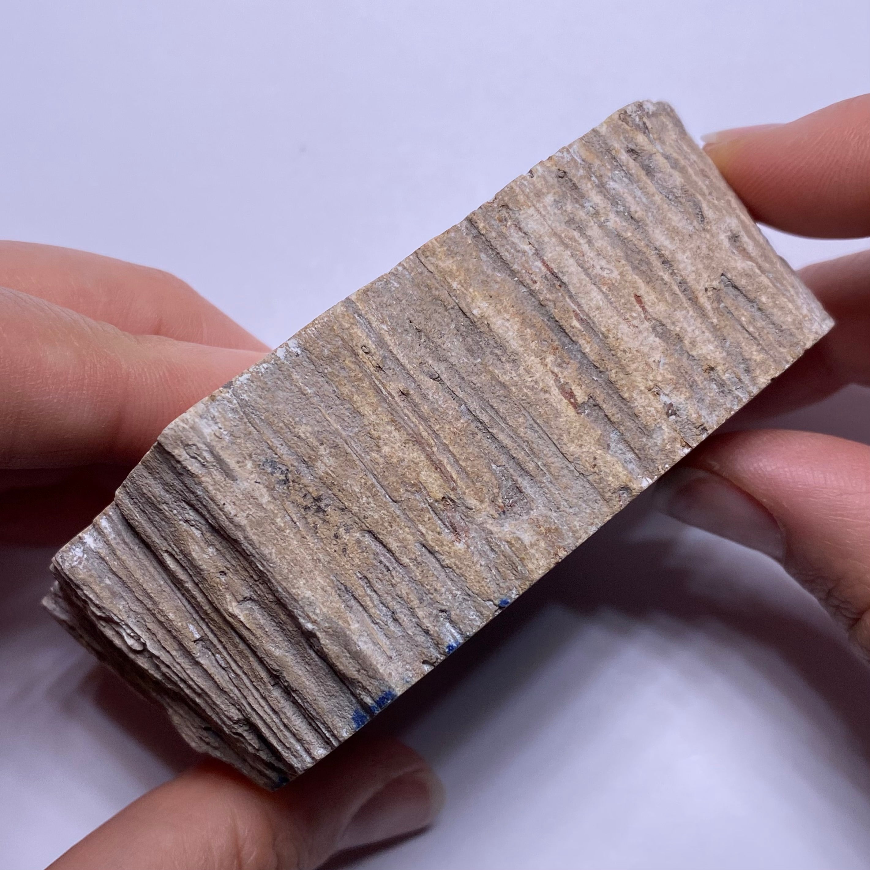 Petrified Palm Wood – Bagan, Burma