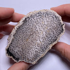 Petrified Palm Wood – Bagan, Burma