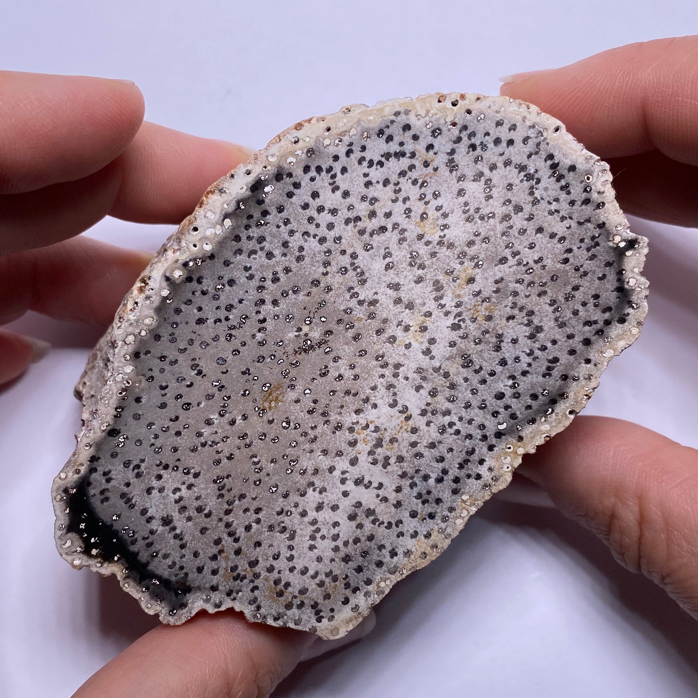 Petrified Palm Wood – Bagan, Burma