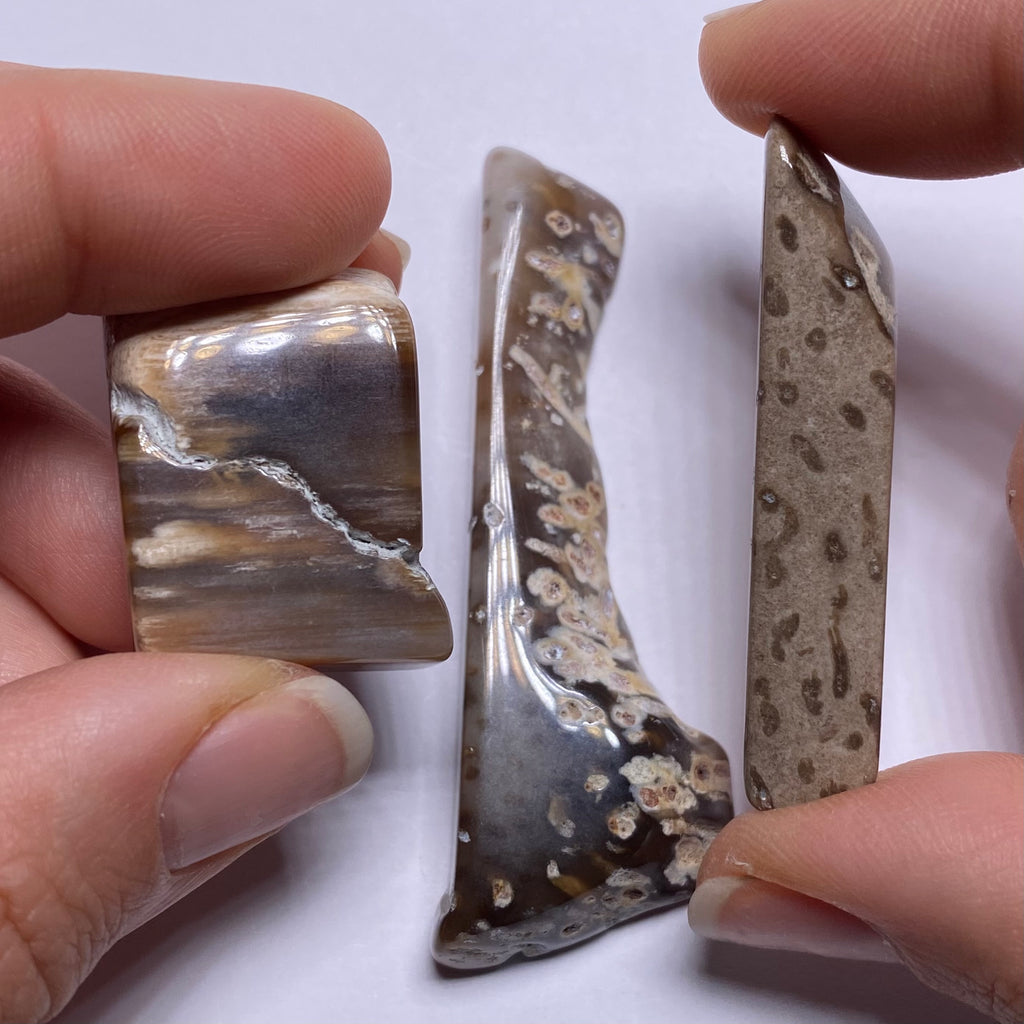 Petrified Wood – Bagan, Burma