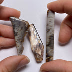 Petrified Wood – Bagan, Burma