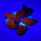 Tugtupite - Greenland