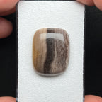 Hells Canyon Petrified Wood