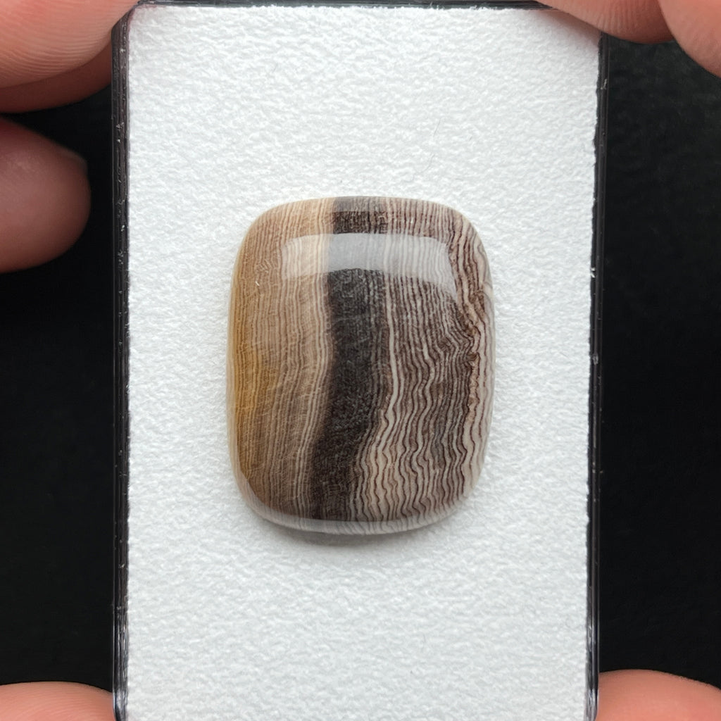 Hells Canyon Petrified Wood