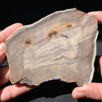 Hells Canyon Petrified Wood