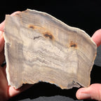 Hells Canyon Petrified Wood
