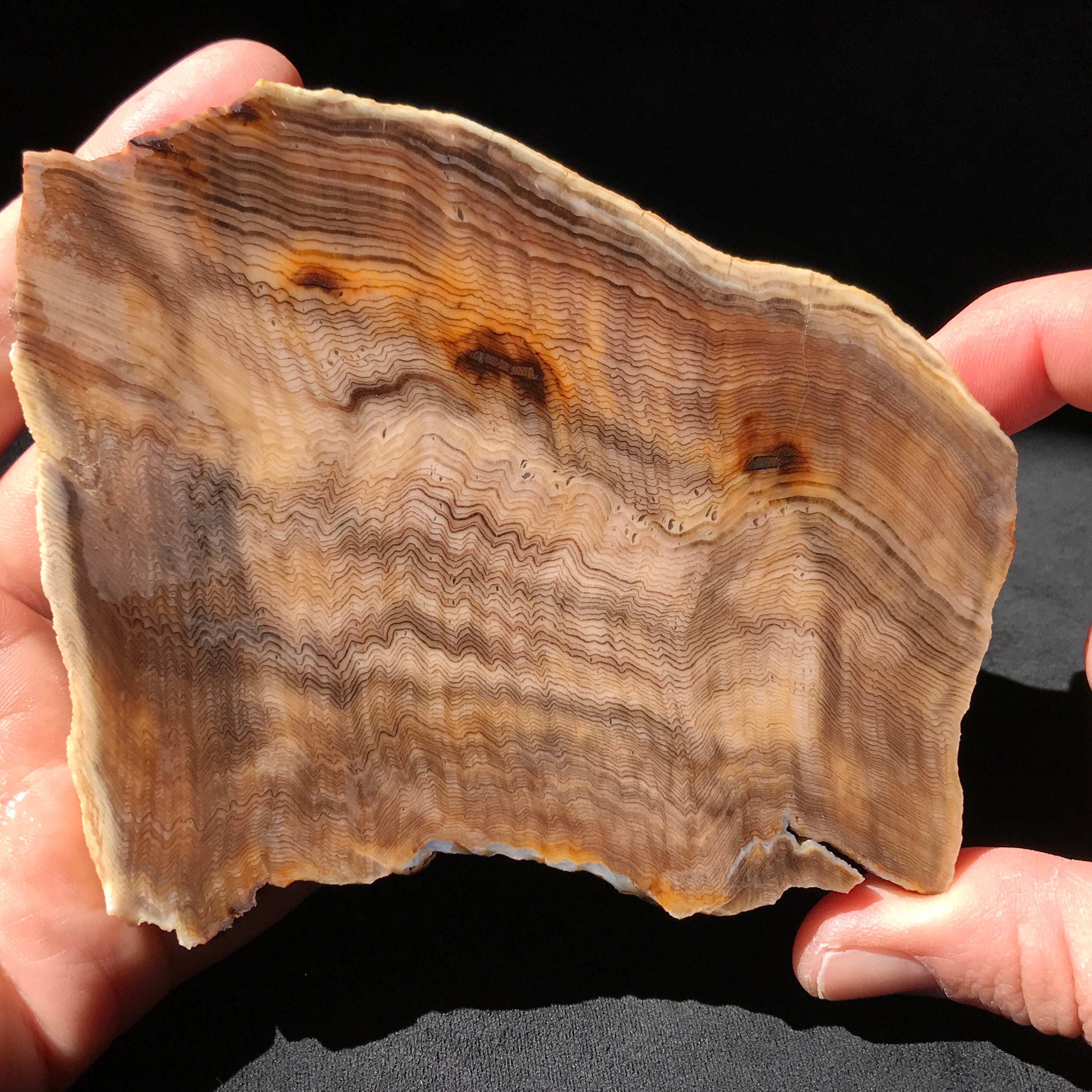 Hells Canyon Petrified Wood