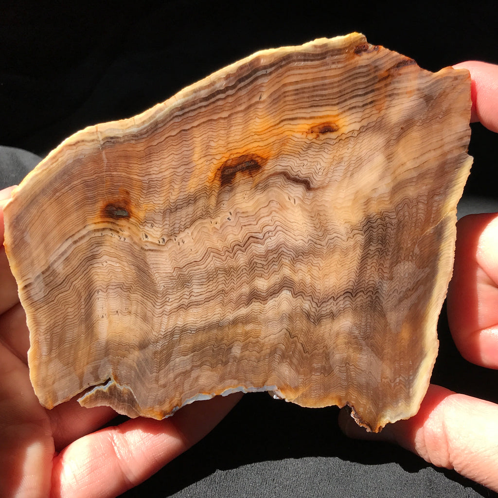 Hells Canyon Petrified Wood