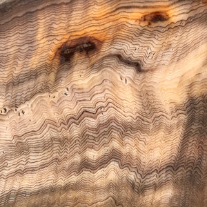 Hells Canyon Petrified Wood