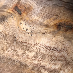 Hells Canyon Petrified Wood