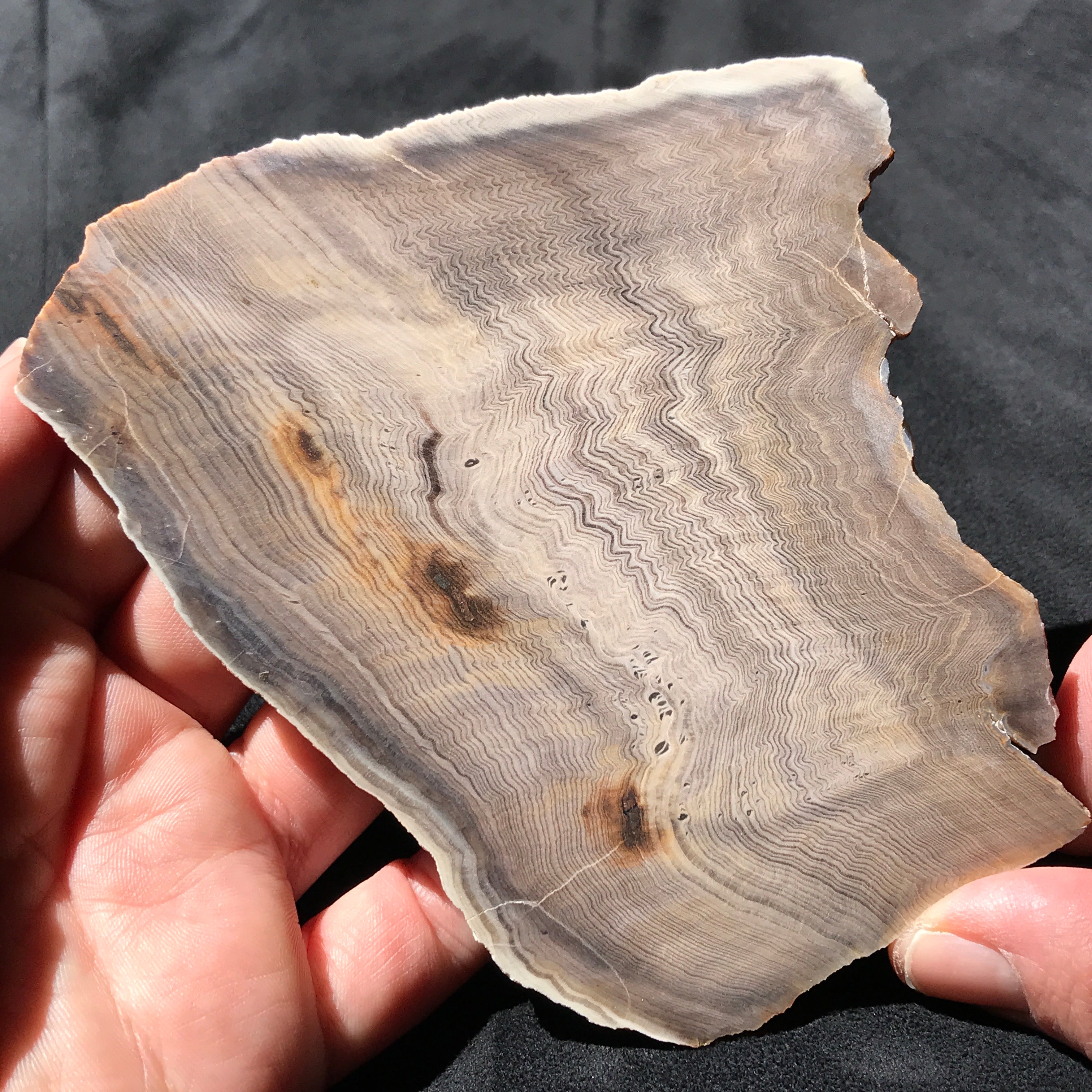 Hells Canyon Petrified Wood