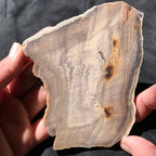 Hells Canyon Petrified Wood