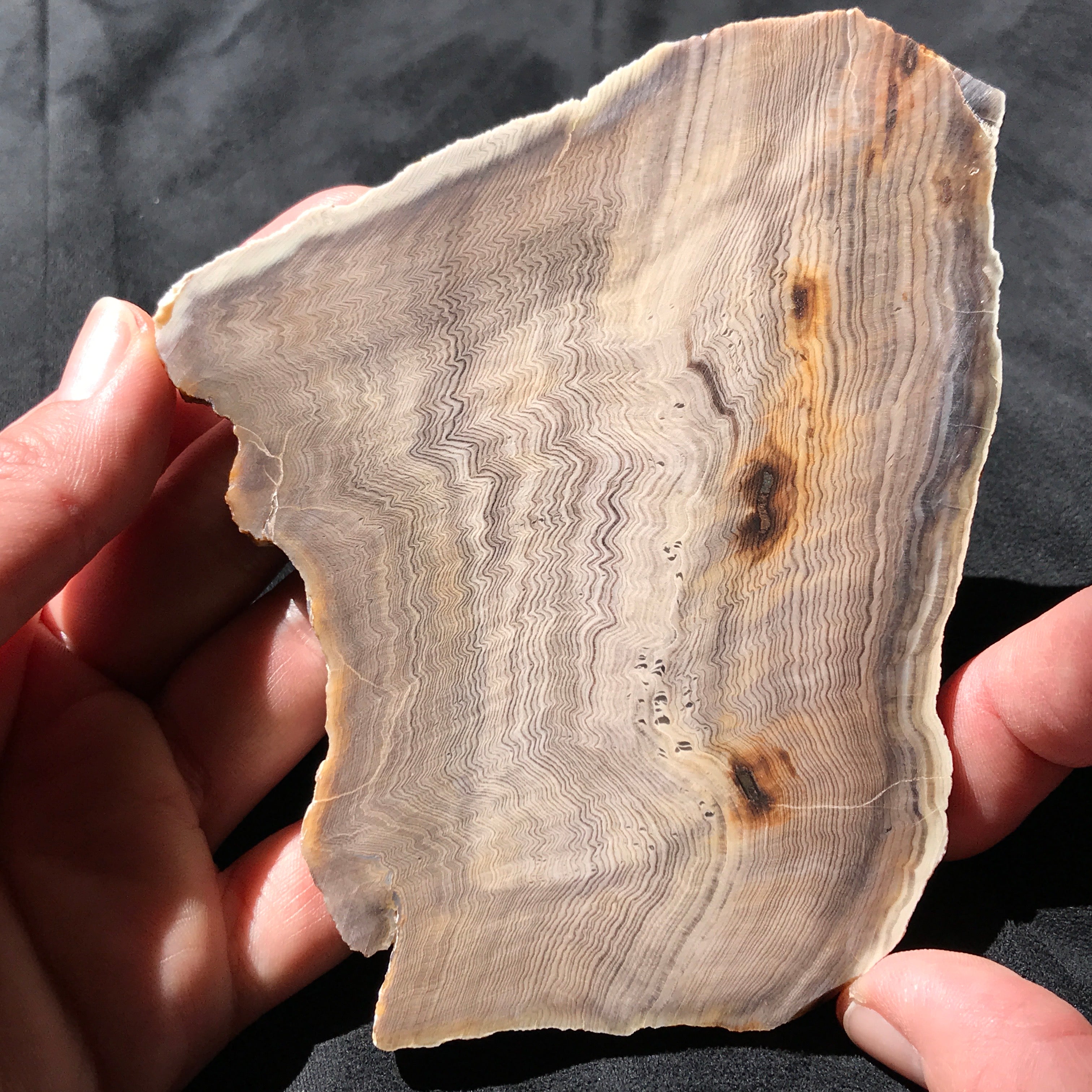 Hells Canyon Petrified Wood