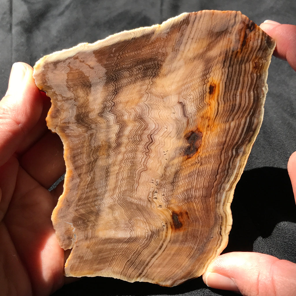 Hells Canyon Petrified Wood