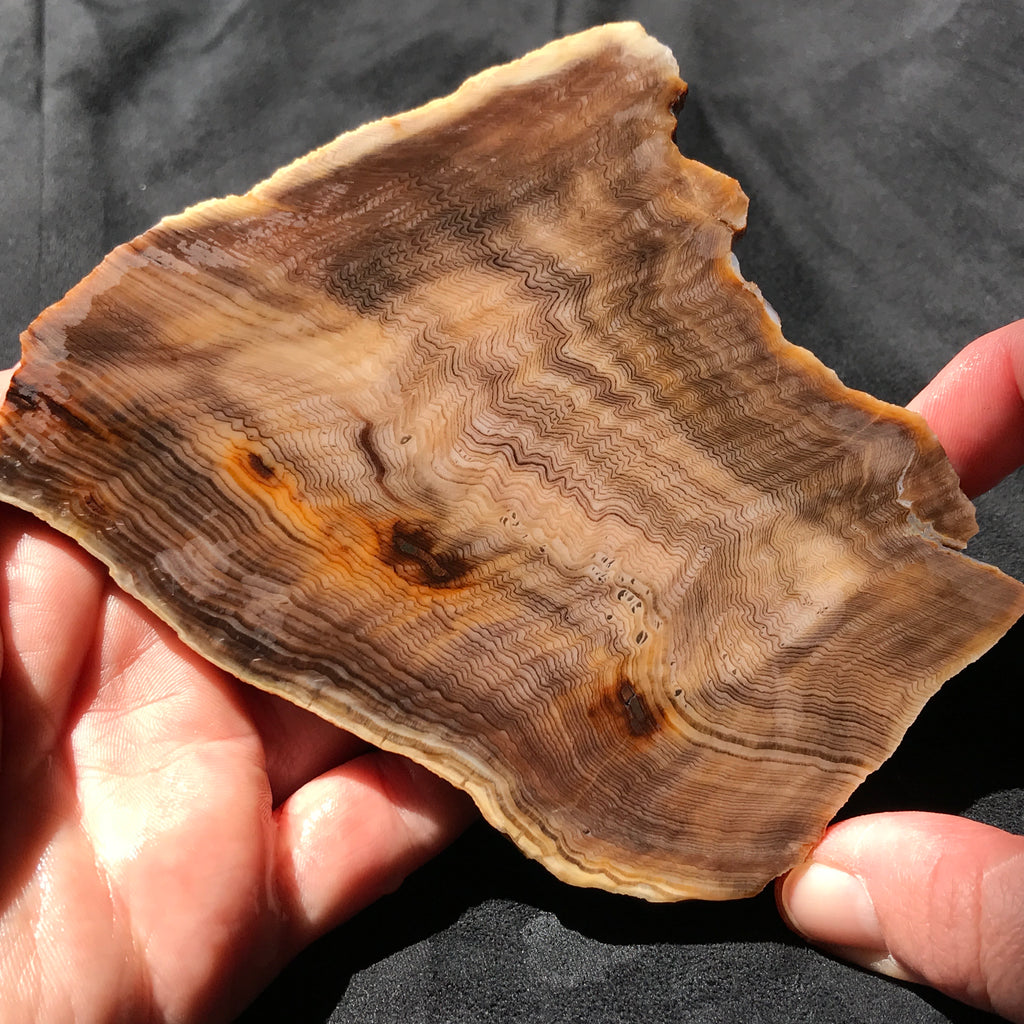 Hells Canyon Petrified Wood