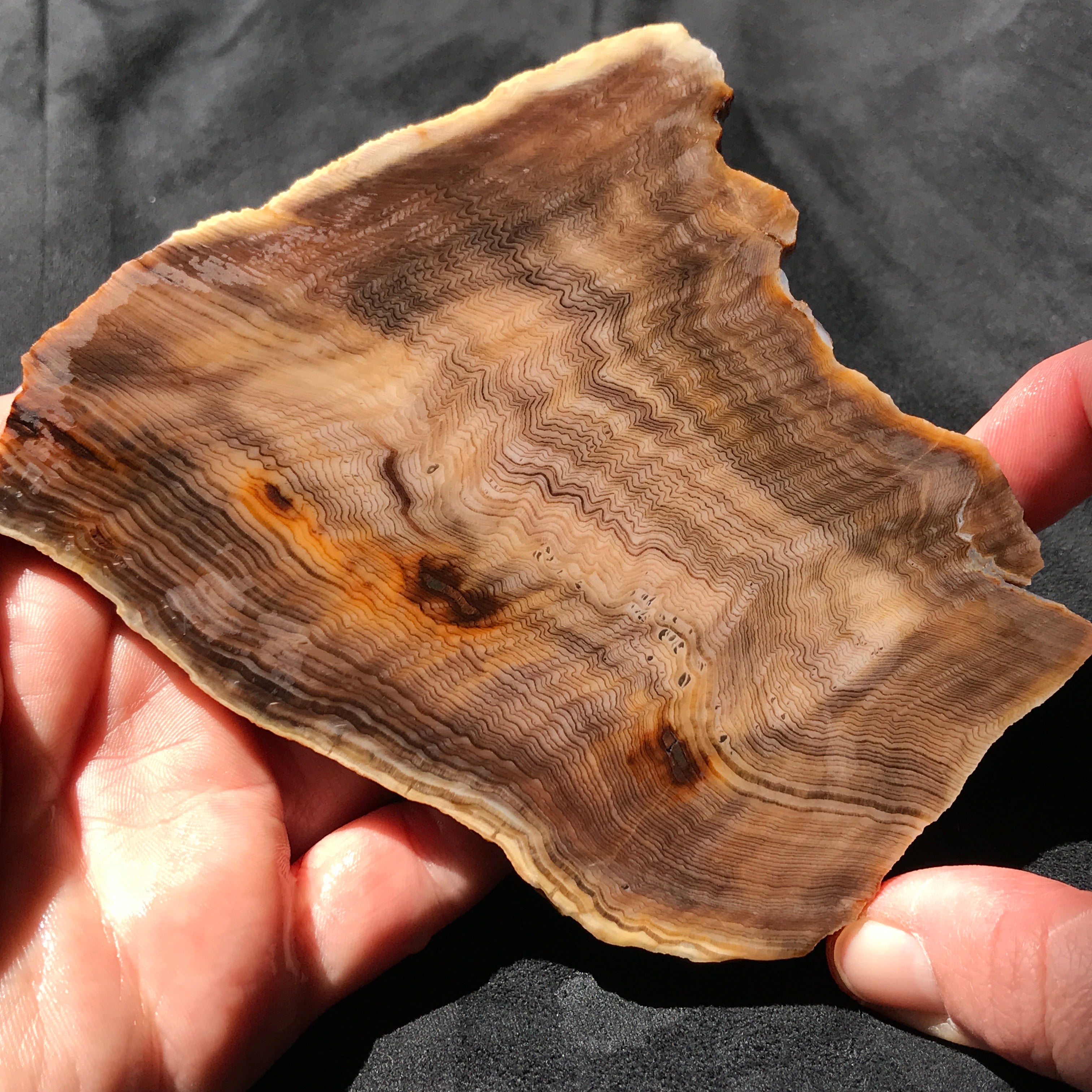 Hells Canyon Petrified Wood