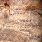 Hells Canyon Petrified Wood
