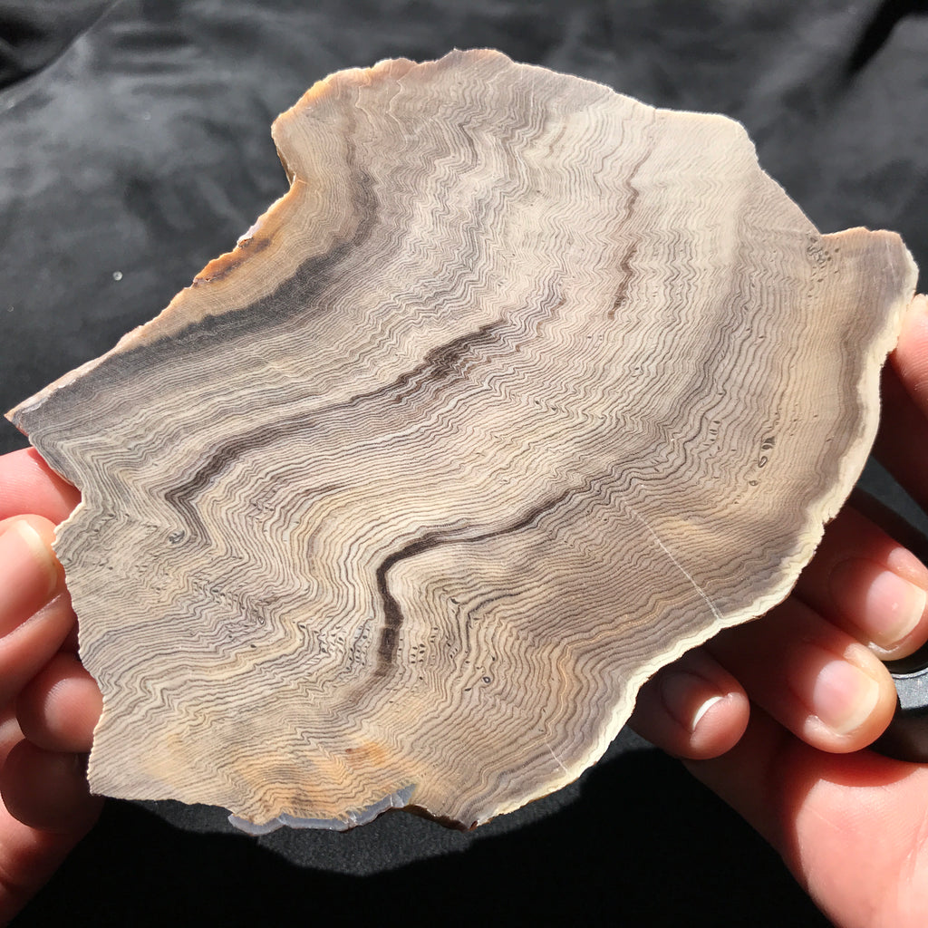 Hells Canyon Petrified Wood