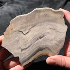 Hells Canyon Petrified Wood