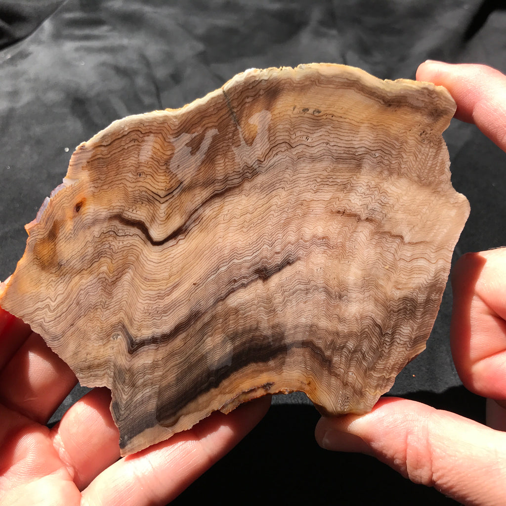 Hells Canyon Petrified Wood