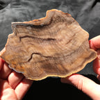 Hells Canyon Petrified Wood