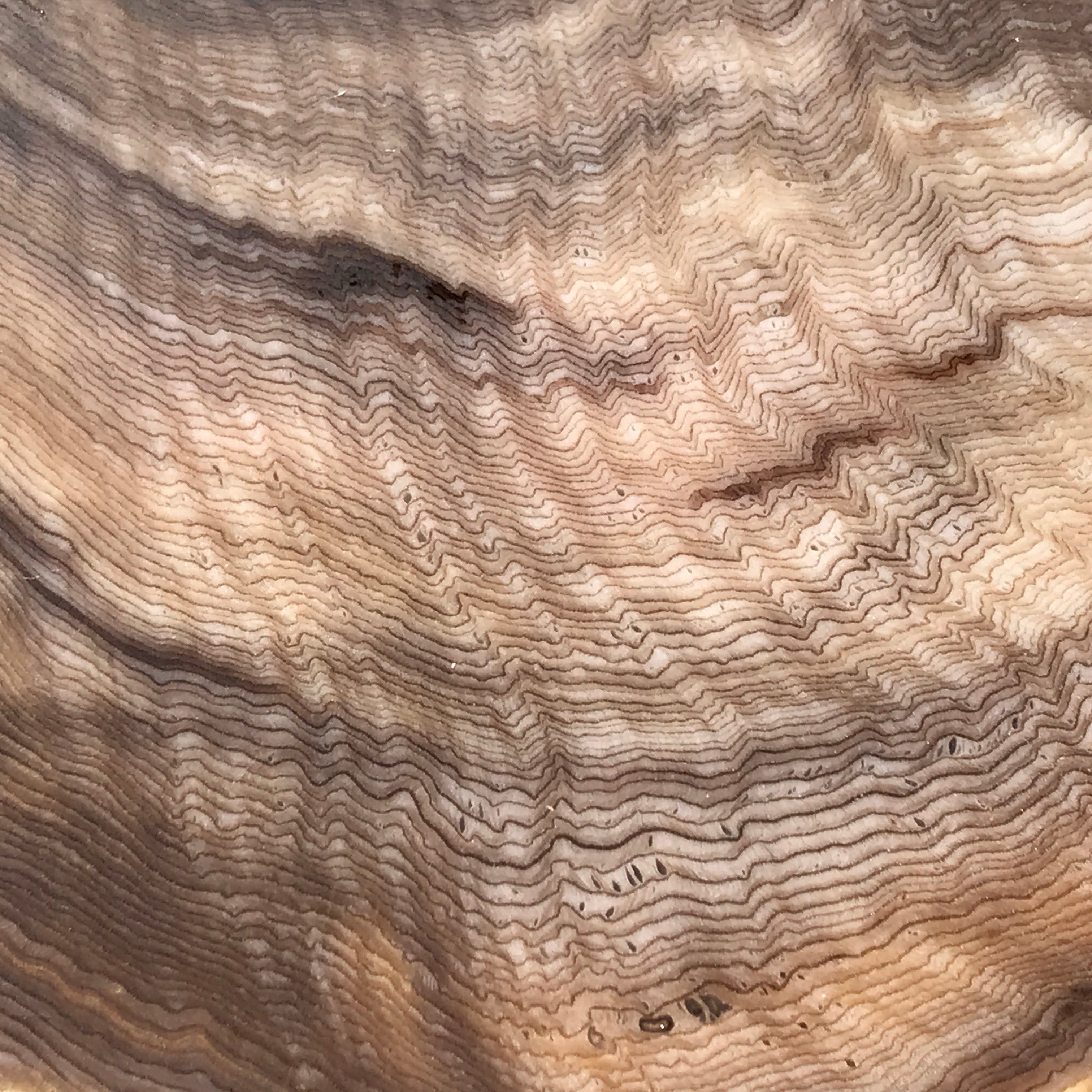 Hells Canyon Petrified Wood