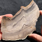 Hells Canyon Petrified Wood