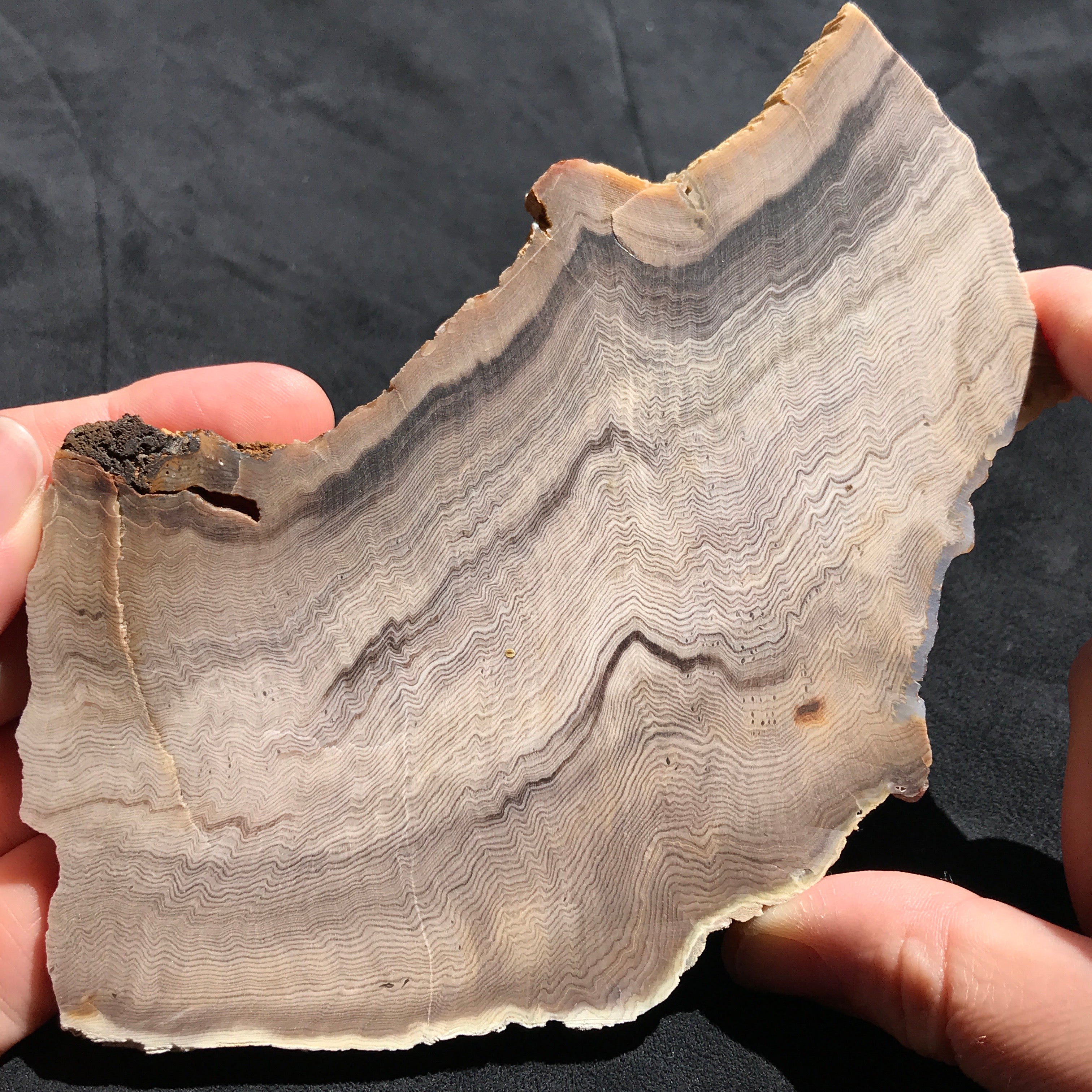 Hells Canyon Petrified Wood