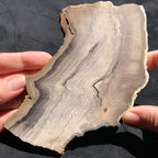 Hells Canyon Petrified Wood