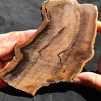 Hells Canyon Petrified Wood