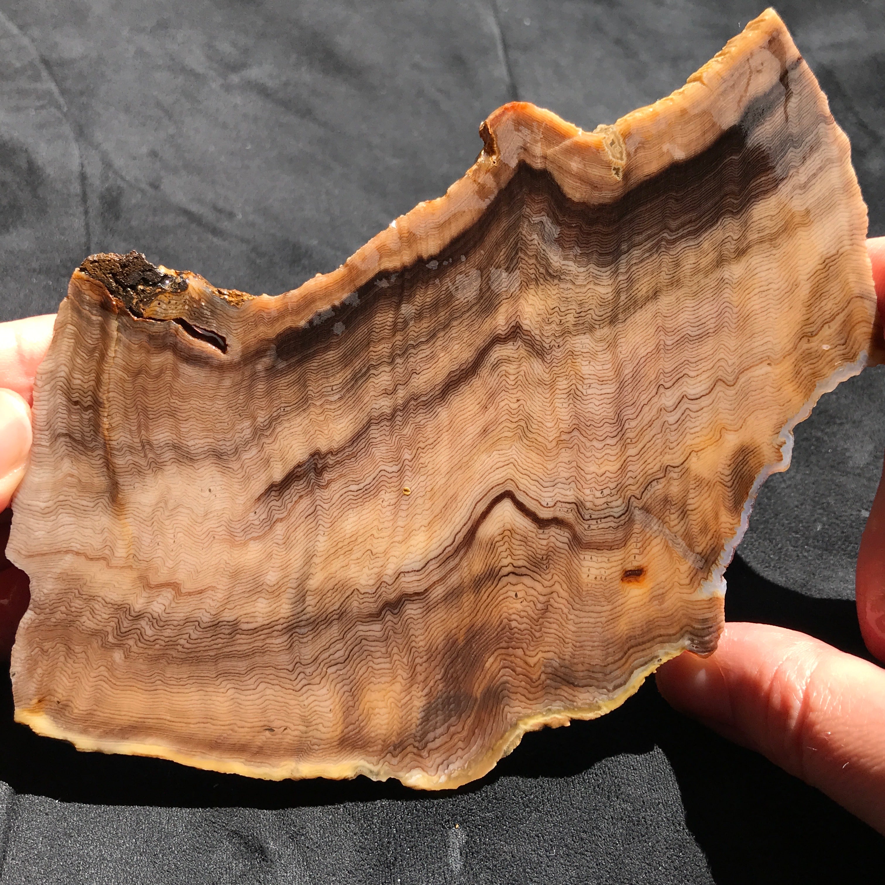 Hells Canyon Petrified Wood