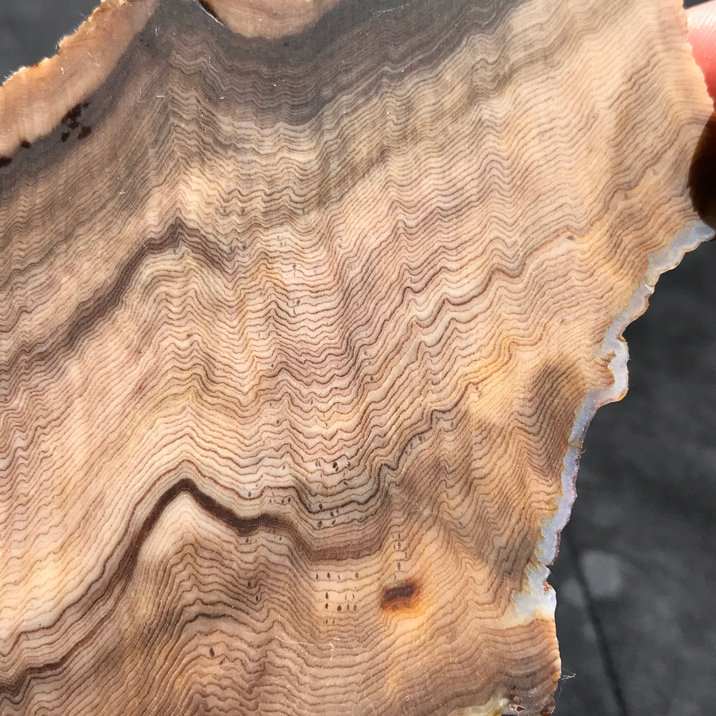 Hells Canyon Petrified Wood