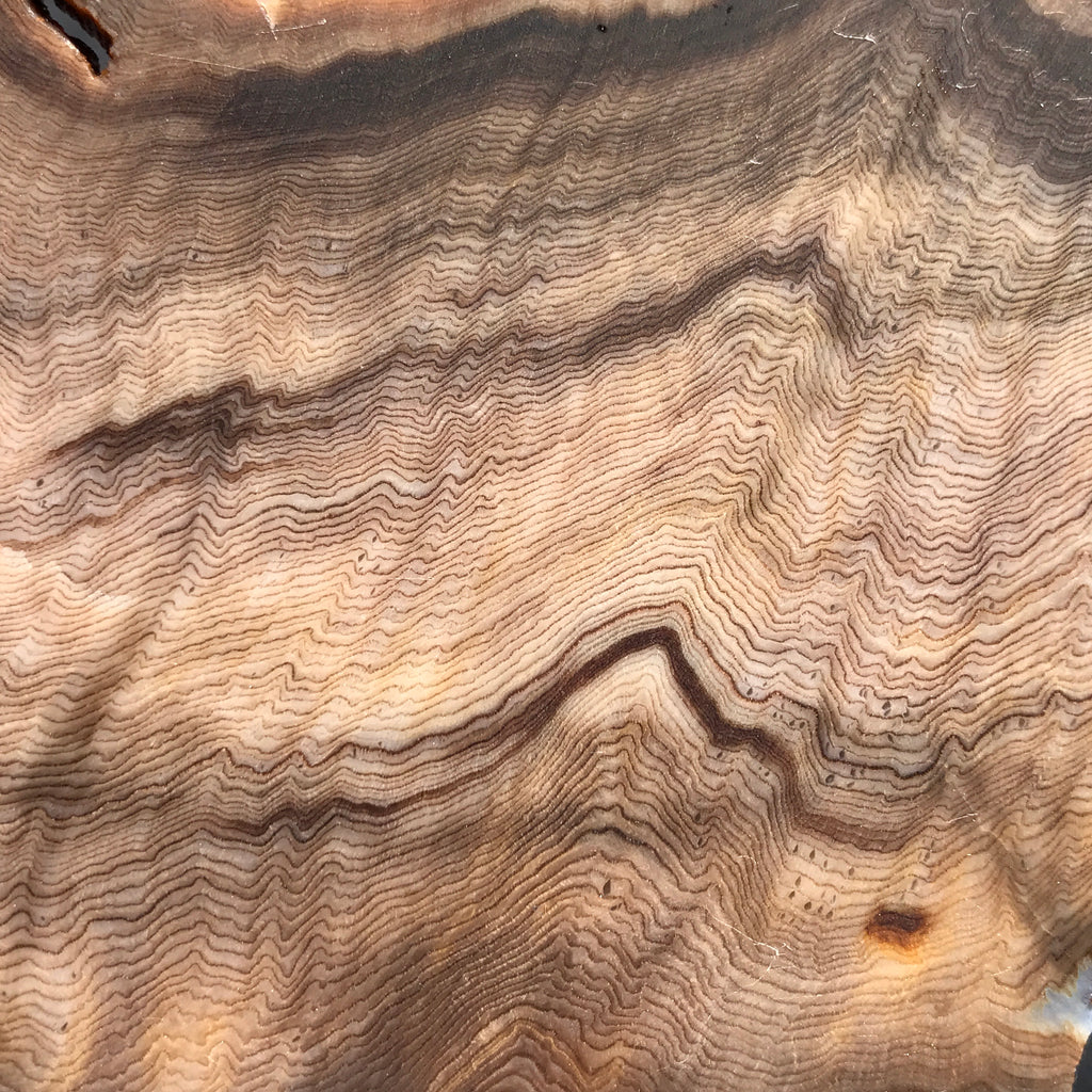 Hells Canyon Petrified Wood