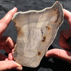 Hells Canyon Petrified Wood