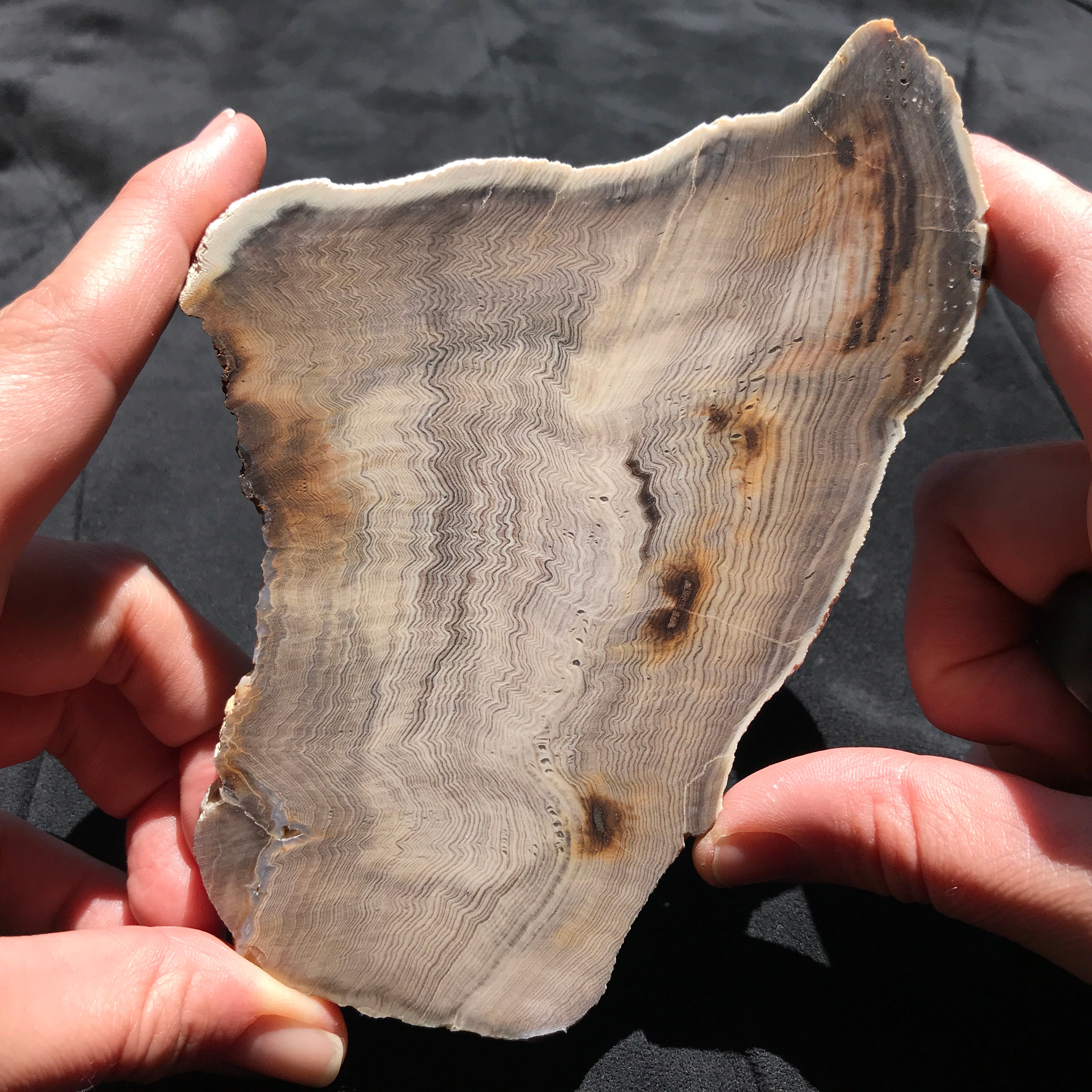 Hells Canyon Petrified Wood