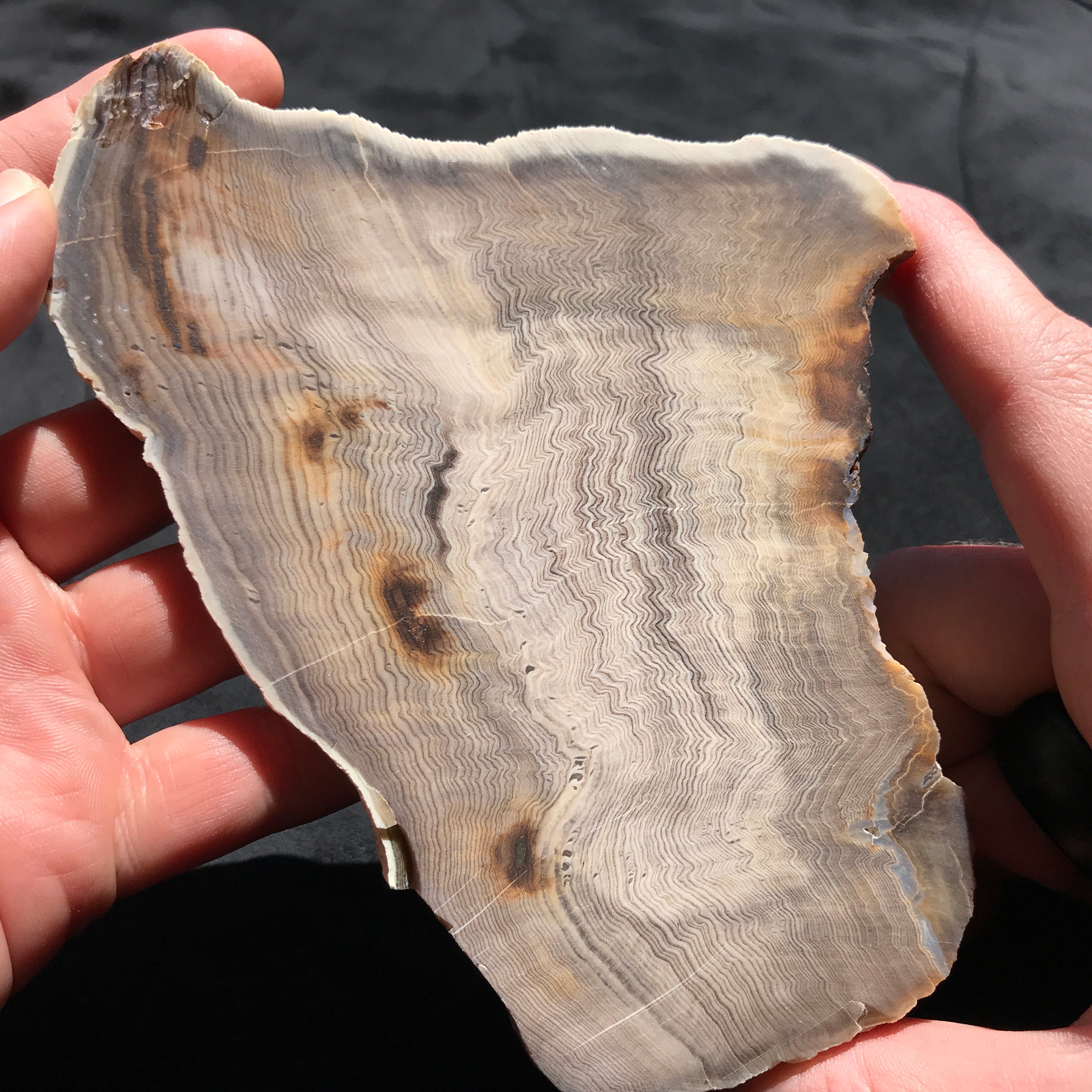 Hells Canyon Petrified Wood