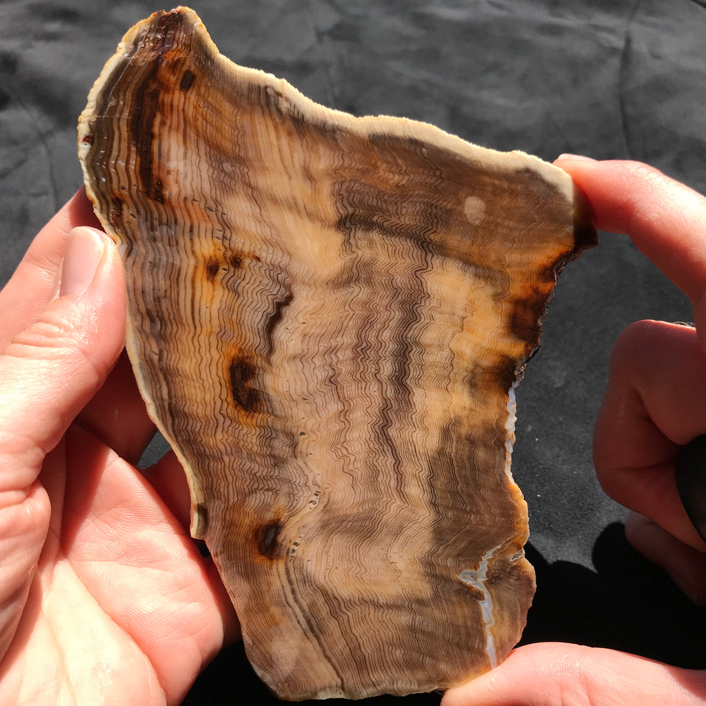 Hells Canyon Petrified Wood