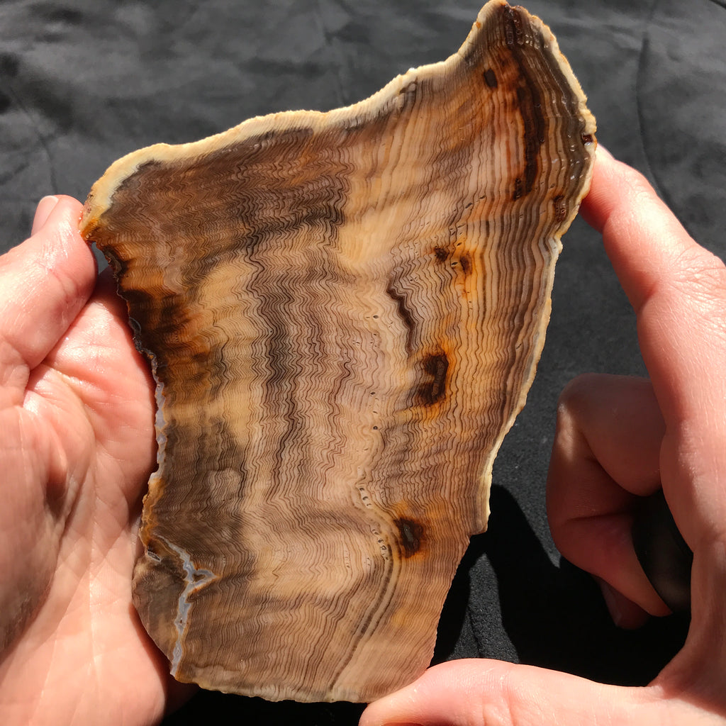 Hells Canyon Petrified Wood