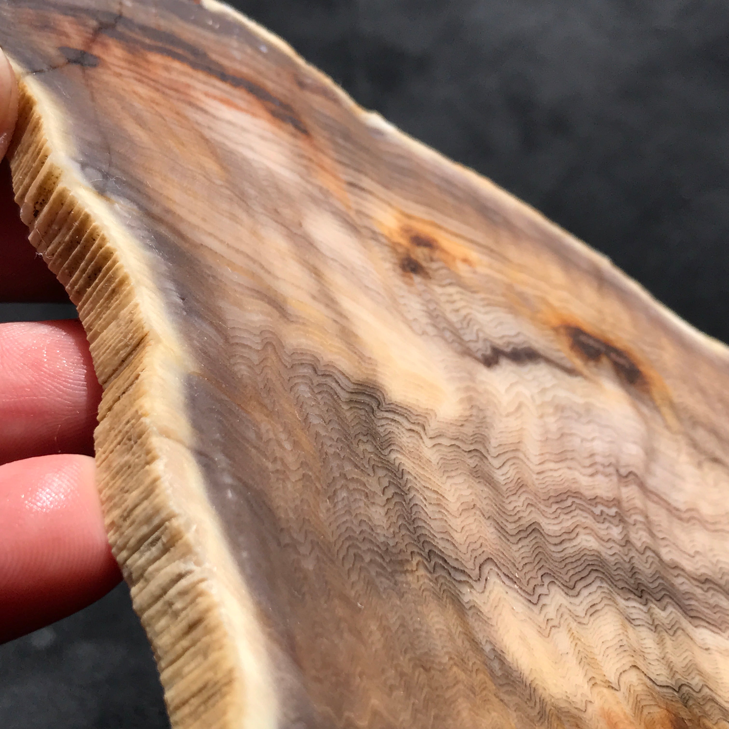 Hells Canyon Petrified Wood