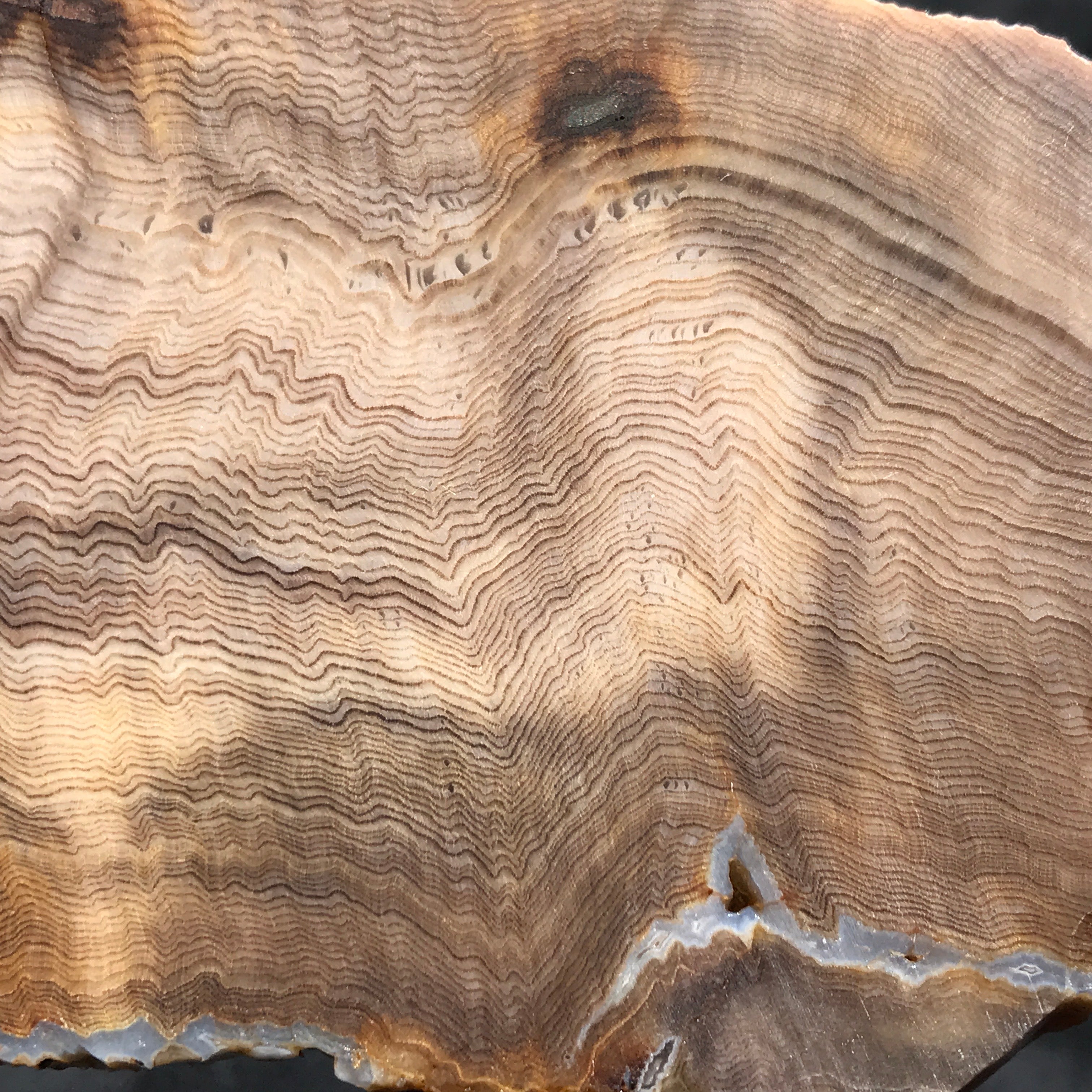 Hells Canyon Petrified Wood