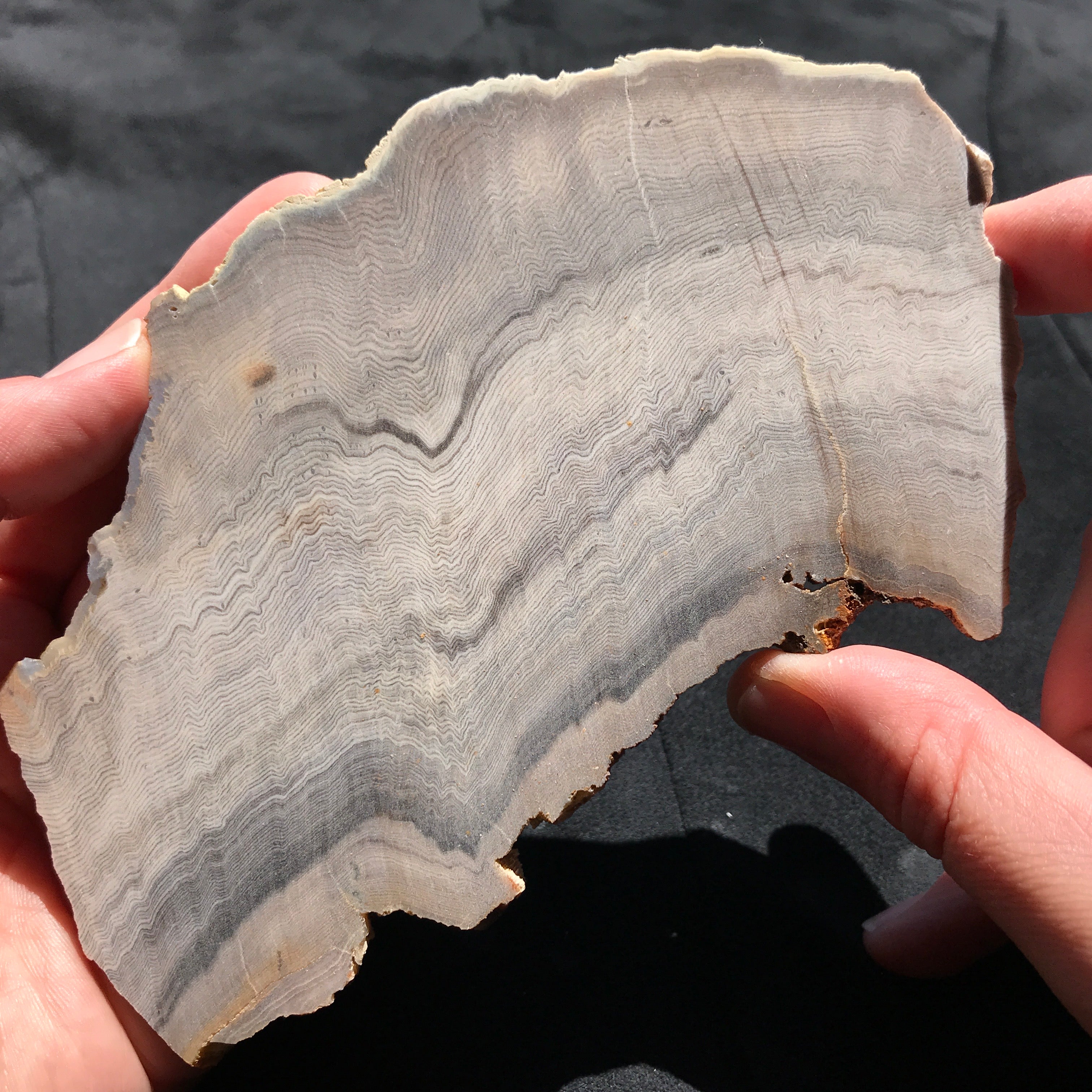 Hells Canyon Petrified Wood