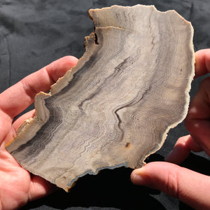 Hells Canyon Petrified Wood