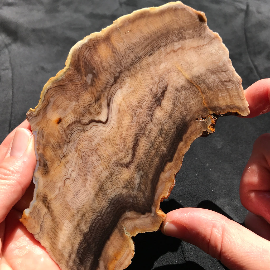 Hells Canyon Petrified Wood