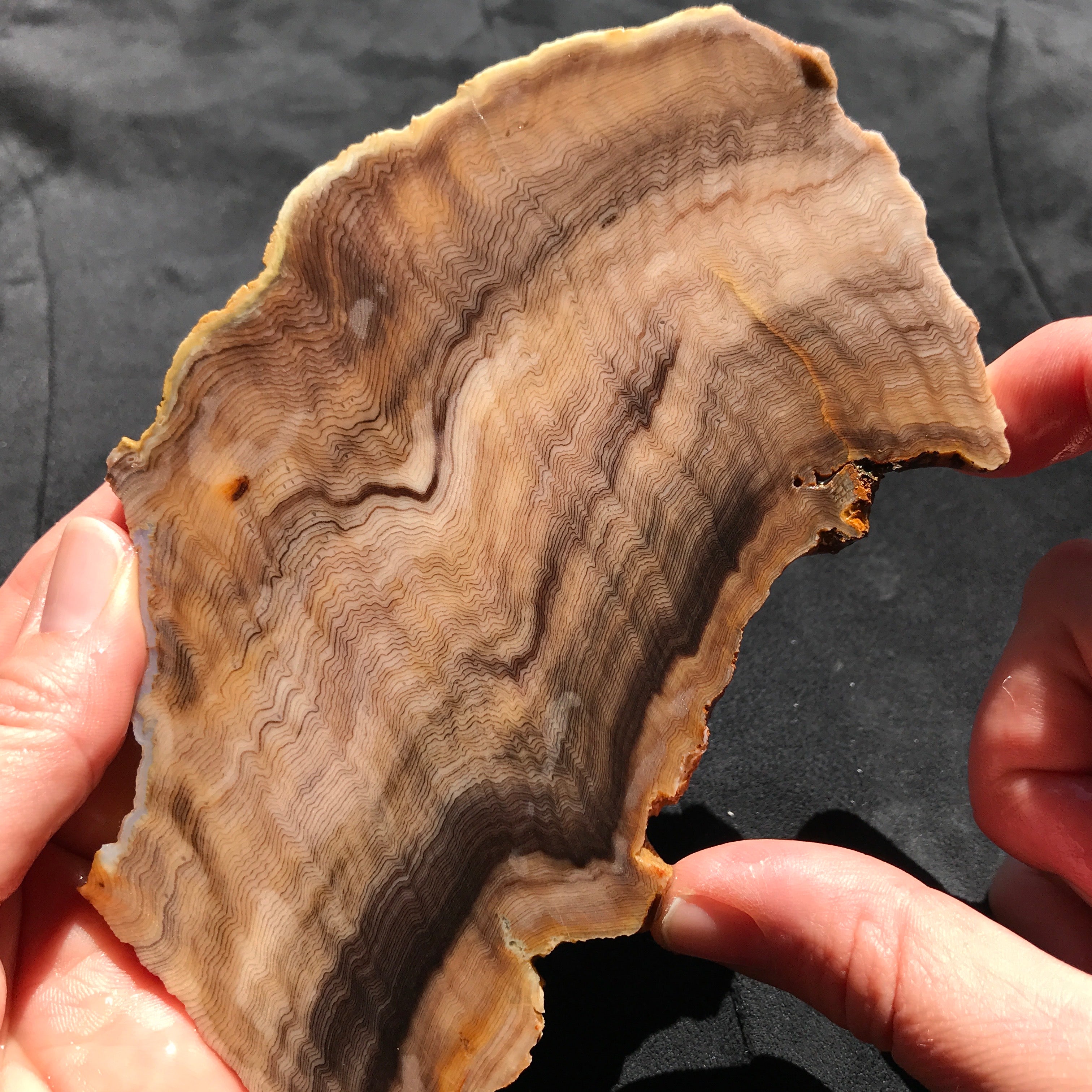 Hells Canyon Petrified Wood