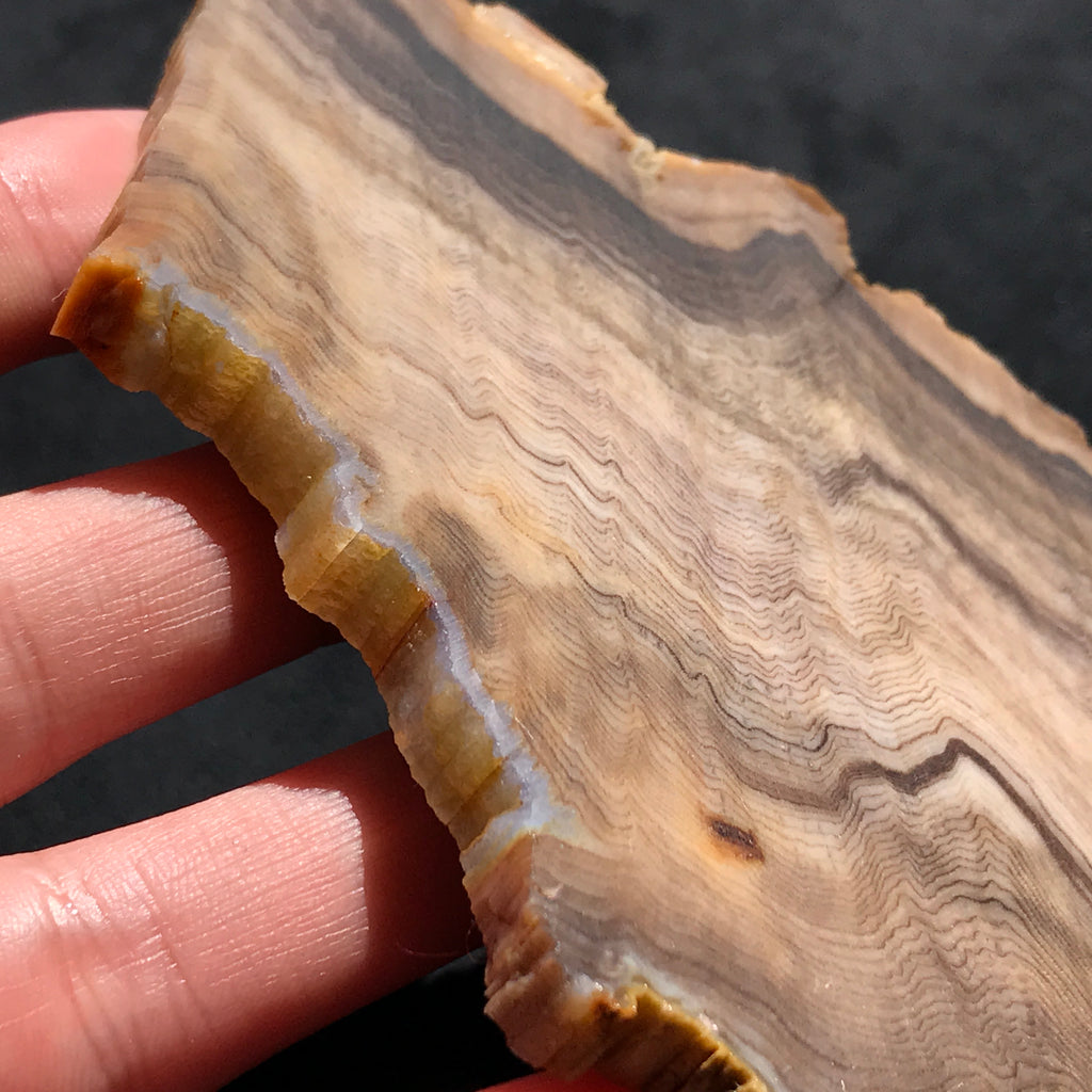 Hells Canyon Petrified Wood