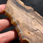 Hells Canyon Petrified Wood