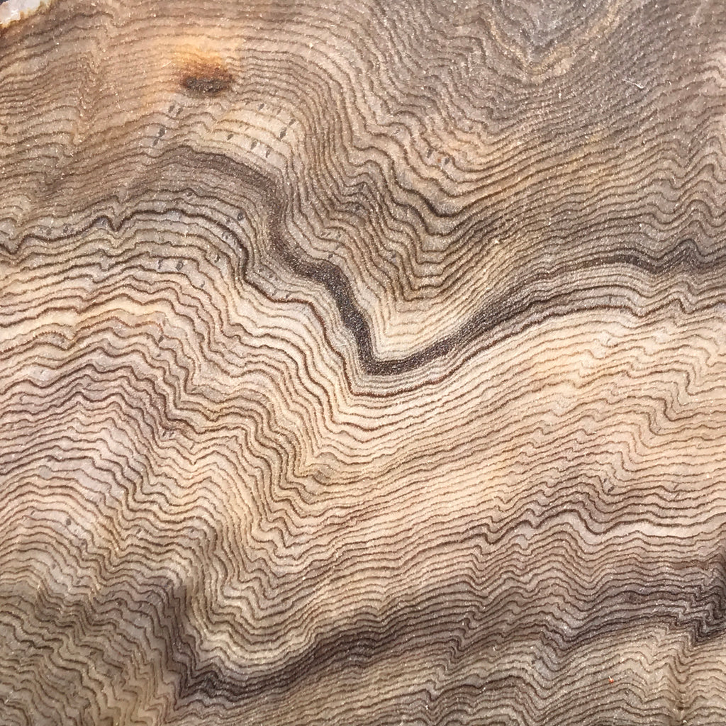 Hells Canyon Petrified Wood