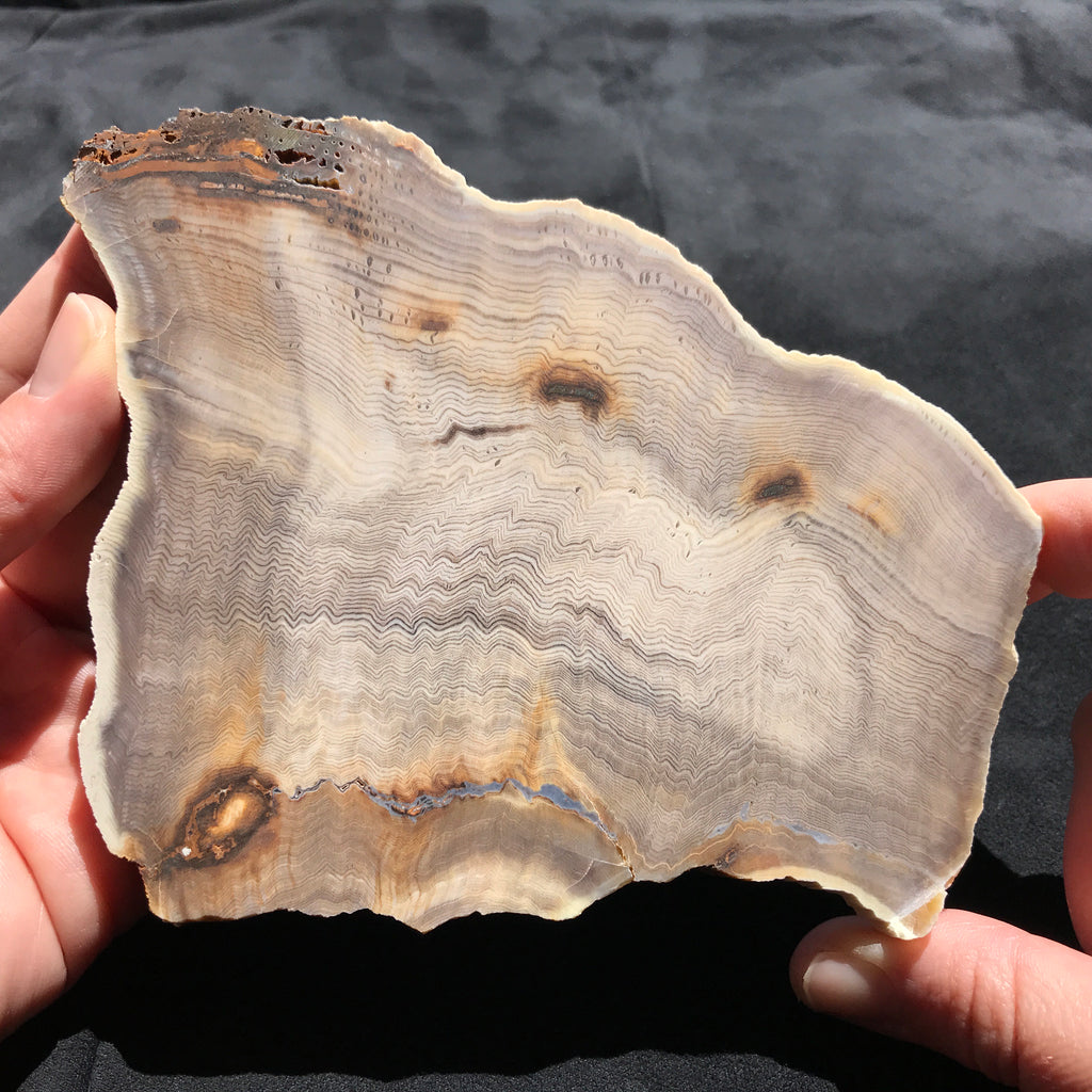 Hells Canyon Petrified Wood