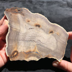Hells Canyon Petrified Wood